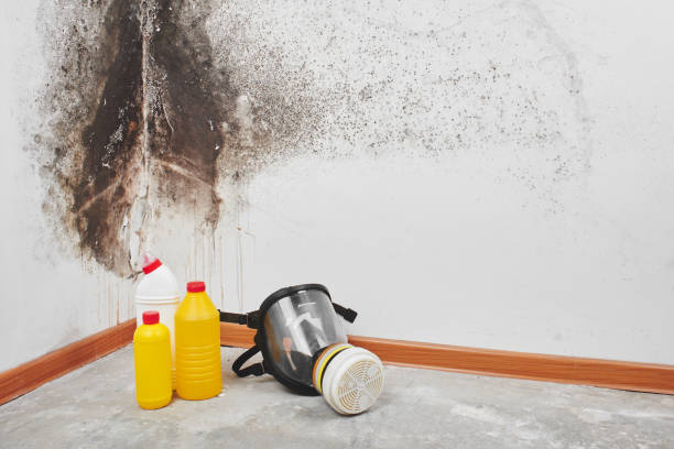 Best Commercial Mold Remediation in Steger, IL