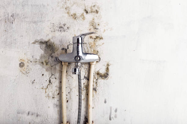 Best Mold Remediation for Specific Building Types in Steger, IL