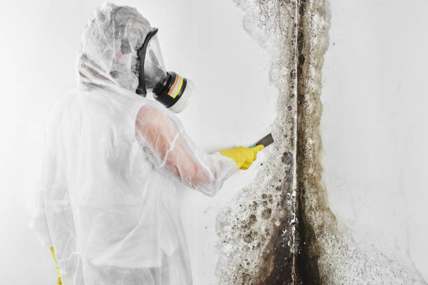 Best Crawl Space Mold Remediation in Steger, IL