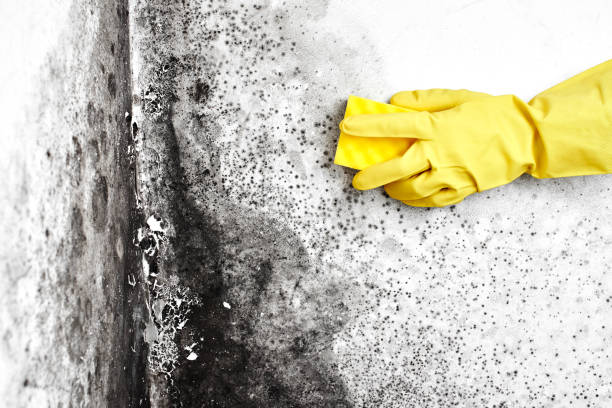 Best Health and Safety Mold Remediation in Steger, IL