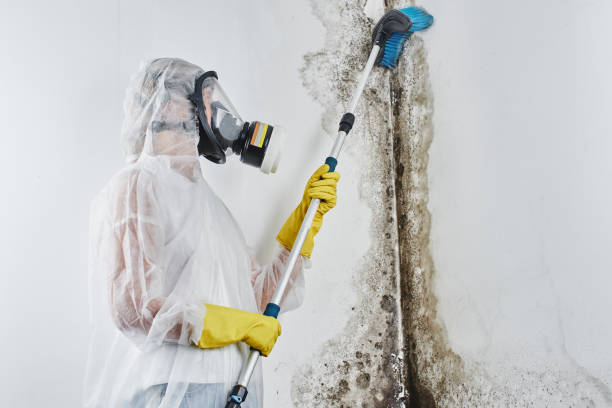 Best Post-Remediation Services in Steger, IL