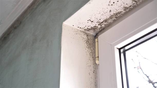 Best Emergency Mold Remediation in Steger, IL