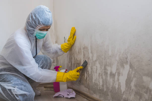 Best Black Mold Remediation in Steger, IL