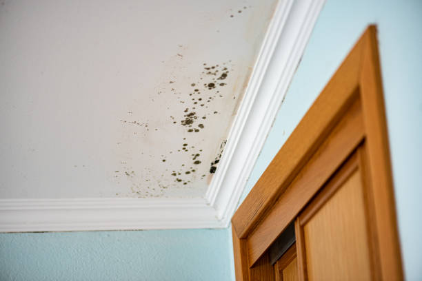 Best Residential Mold Remediation in Steger, IL