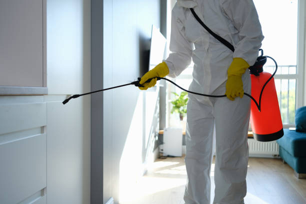Best White Mold Remediation in Steger, IL