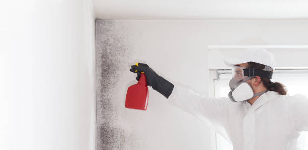 Best Post-Flood Mold Remediation in Steger, IL