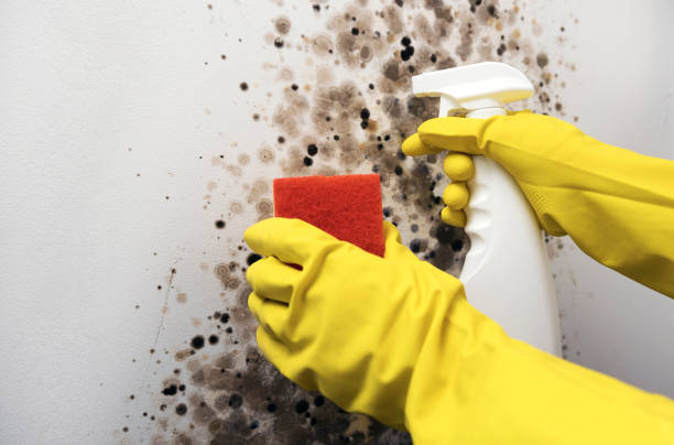 Best Basement Mold Remediation in Steger, IL