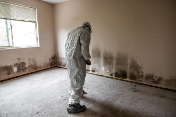 Best Emergency Mold Remediation in Steger, IL