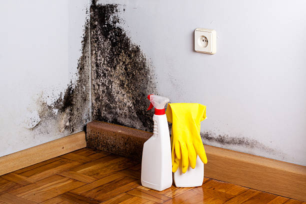 Best Post-Flood Mold Remediation in Steger, IL