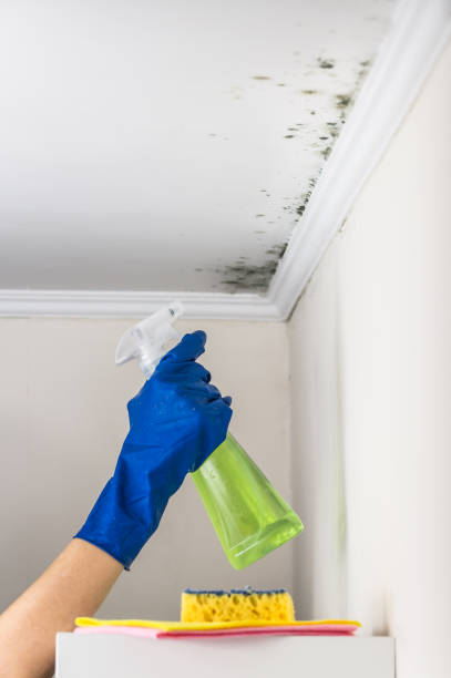 Best Bathroom Mold Remediation in Steger, IL