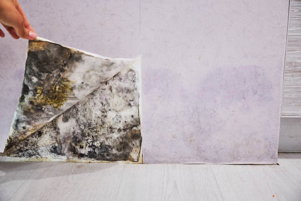 Trusted Steger, IL Mold Remediation Experts